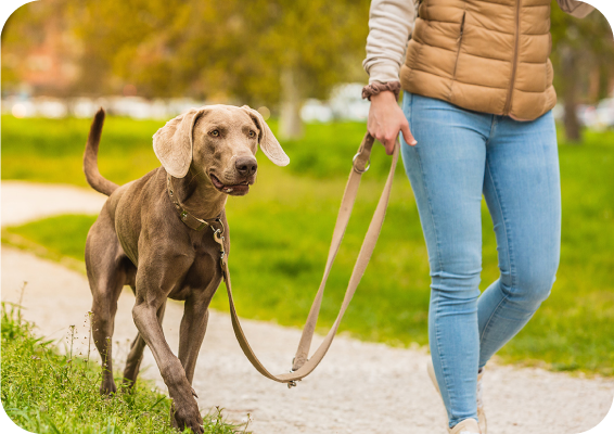 woman walking a dog